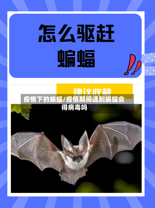 疫情下的蝙蝠/疫情期间遇到蝙蝠会得病毒吗-第2张图片