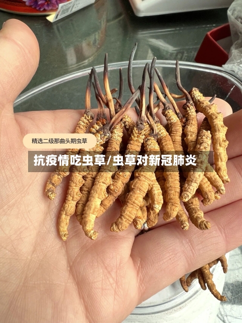 抗疫情吃虫草/虫草对新冠肺炎-第2张图片